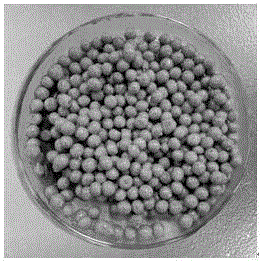 涉及到一種利用go-pva-sa-卡拉膠複合載體固定化低溫脫氮微生物的新