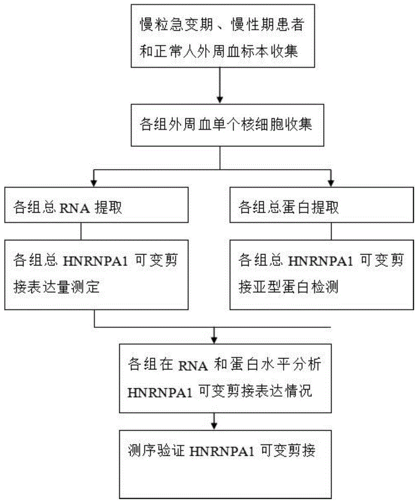 基于hnRNPA1剪接变体诊断慢粒急变期的试剂及试剂盒的制作方法