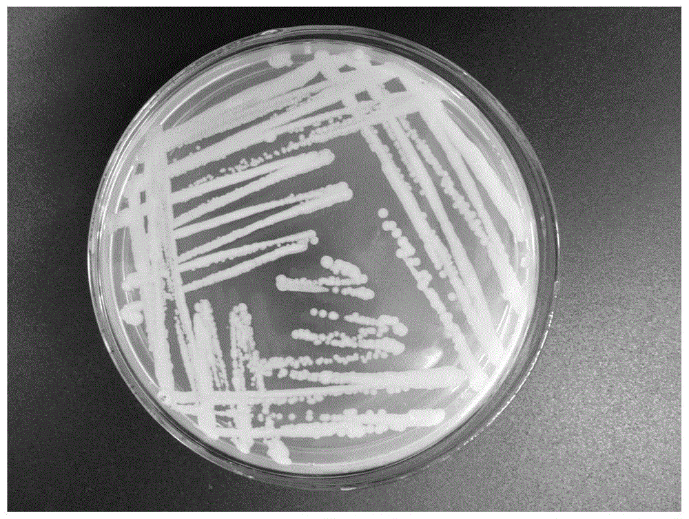 巨大芽孢杆菌芽孢绘图图片