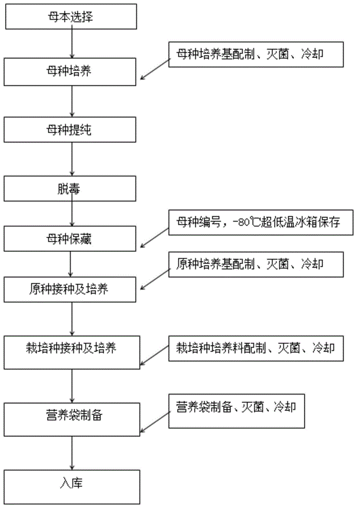 一种梯棱羊肚菌菌种工厂化生产及北方设施化栽培技术的制作方法