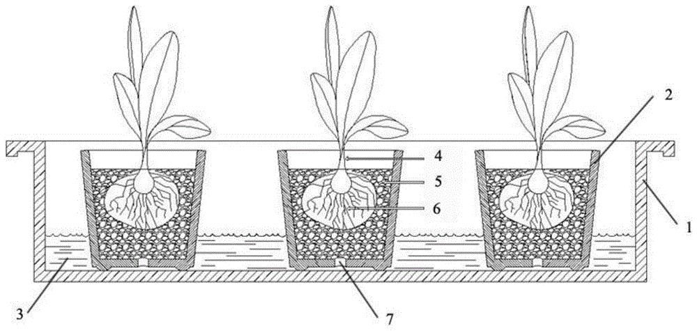 本发明属于植物抗病性研究领域,具体涉及一种利用无土栽培技术对香蕉