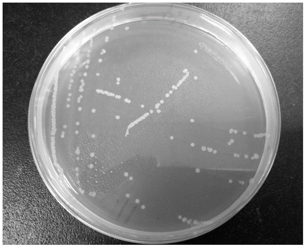 本發明屬於食品微生物技術領域,涉及一株多粘類芽孢桿菌,尤其涉及一株