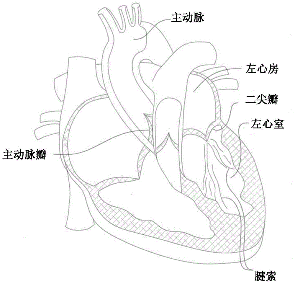 心脏的解剖结构手绘图图片