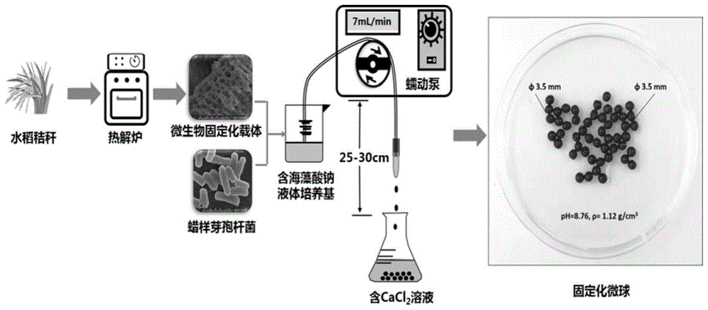 一種活體微生物固定化微球及其製備方法和應用與流程