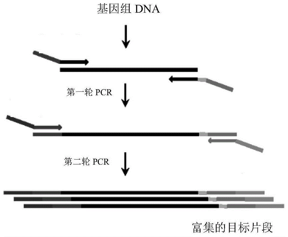 pcr示意图图片