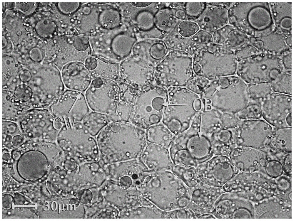 背景技术:油体(oilbody)又称脂质体(lipidbody)或油质体(oleosome)