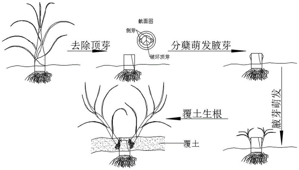 甘蔗组培苗室外增殖方法与流程