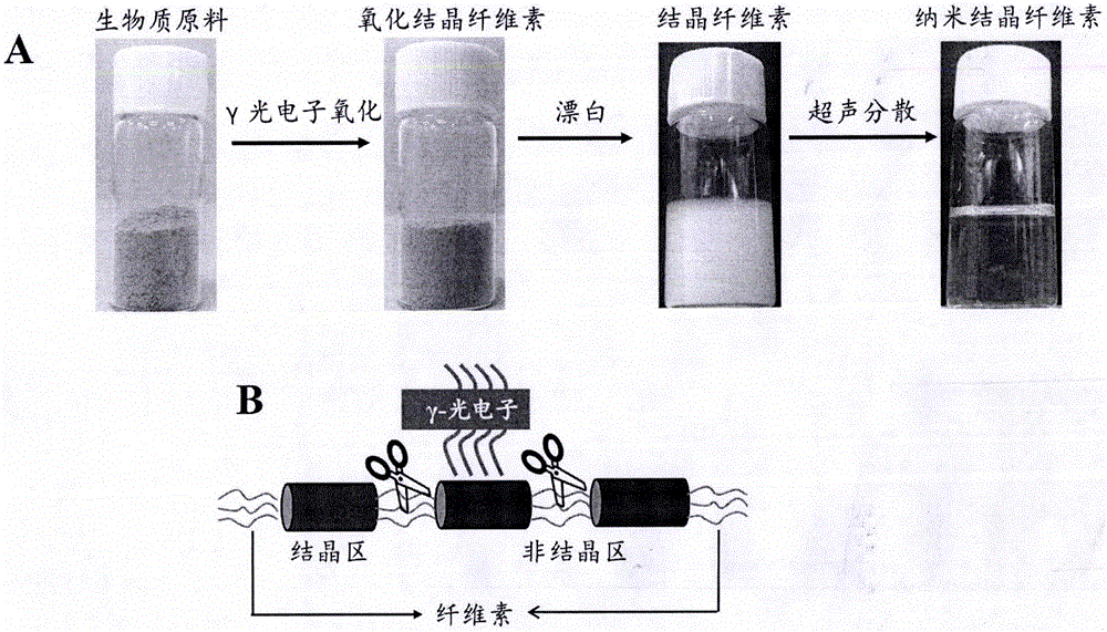 一種納米結晶纖維素的製備方法與流程