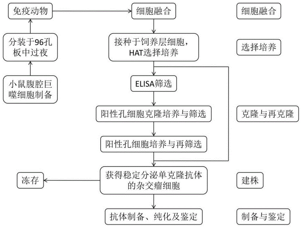 一种杂交瘤细胞克隆化的方法与流程