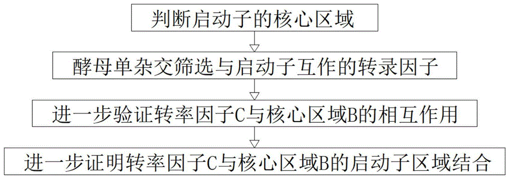 一种香蕉水通道蛋白基因启动子转录因子的筛选方法与流程