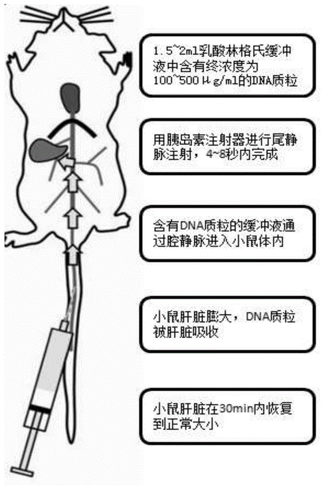 C57小鼠尾静脉注射技巧图片