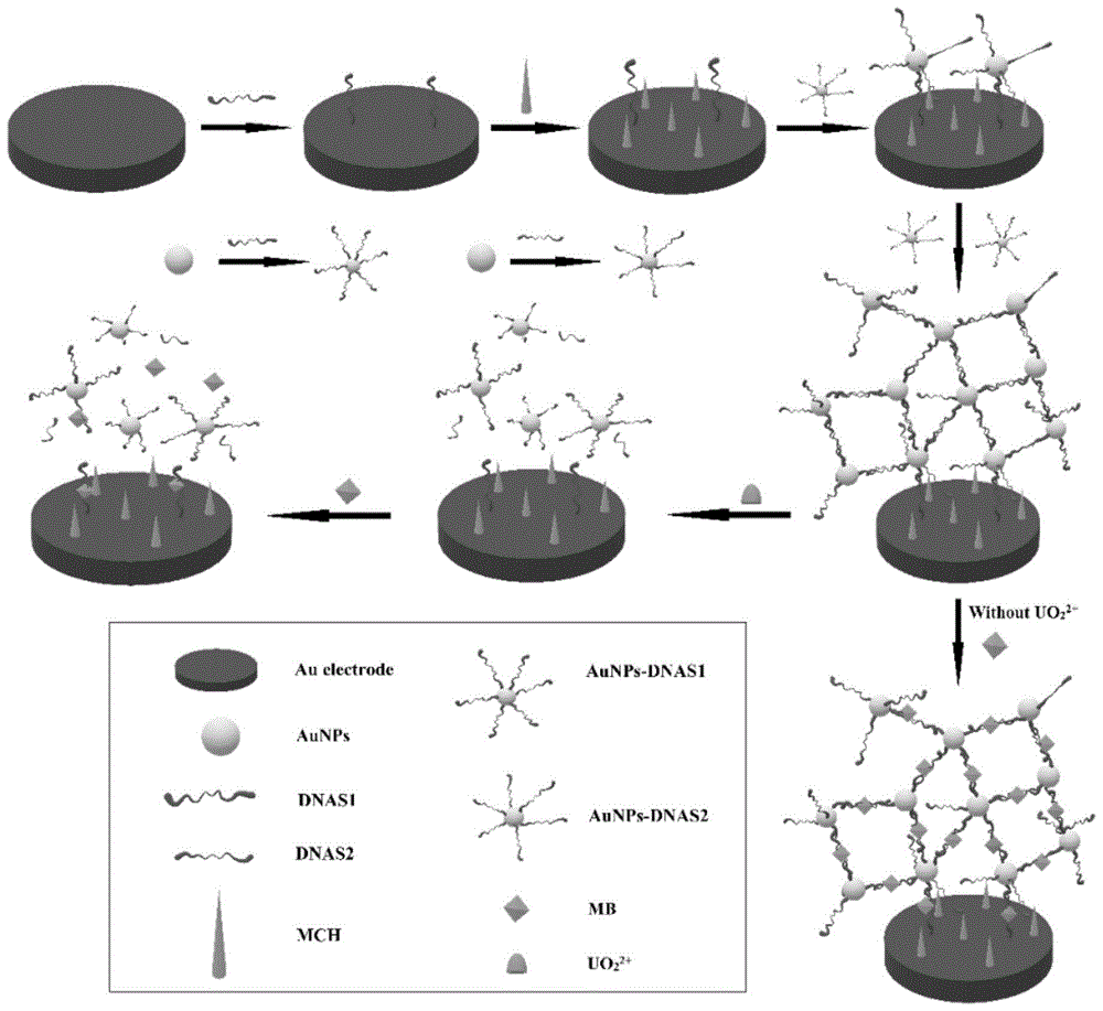 一種檢測鈾酰離子的納米金-dna網狀結構電化學生物傳感器及其製備方法