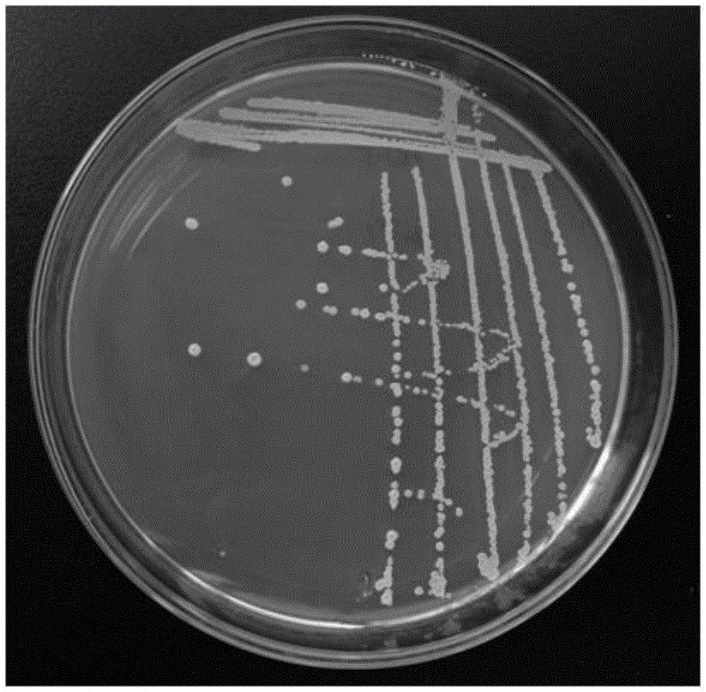 解澱粉芽孢桿菌及其用途及其菌劑的製備方法與流程