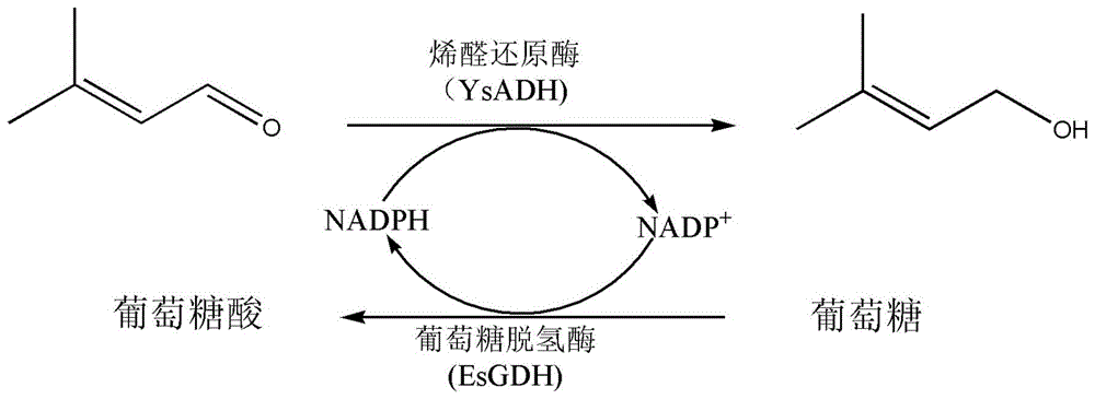 一种共表达烯醛还原酶和葡萄糖脱氢酶的重组基因工程菌及其应用的制作