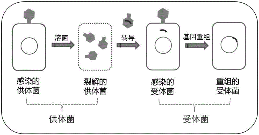 一种合成乙酰辅酶a衍生产品的通用性底盘细胞及其构建方法与应用与