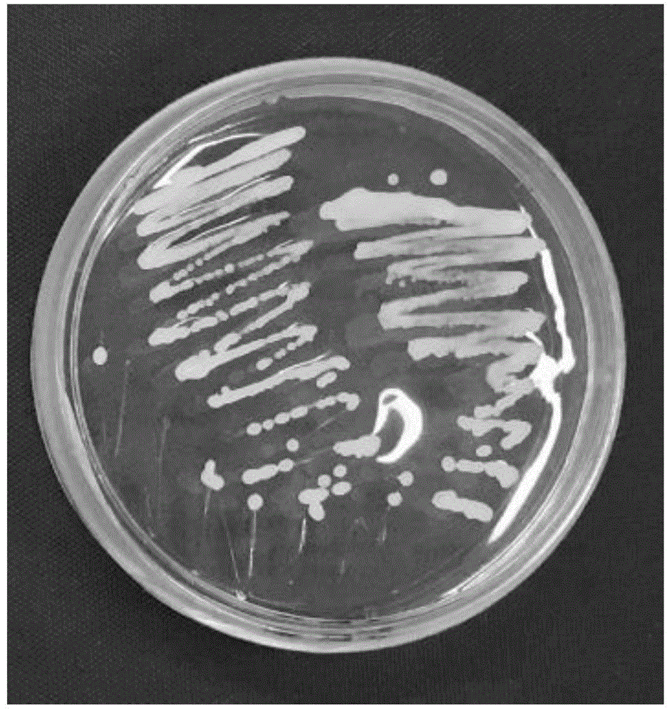固氮菌菌落形态图片图片