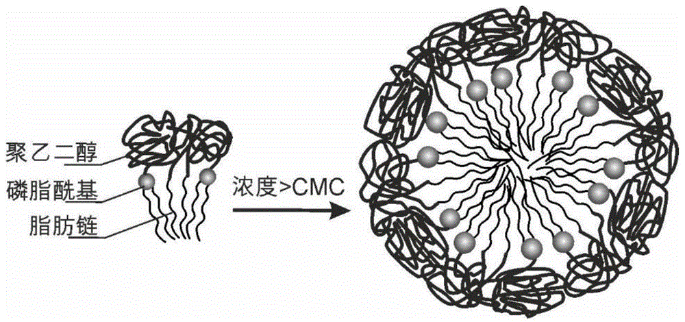 一种聚乙二醇衍生物形成的胶束在光动力治疗药物中的用途的制作方法