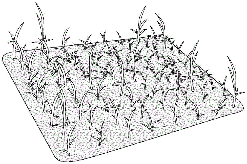 甘蔗种植简笔画图片