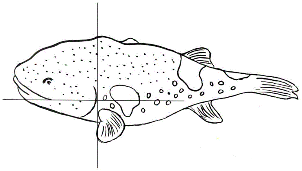硬骨鱼图片简笔画图片
