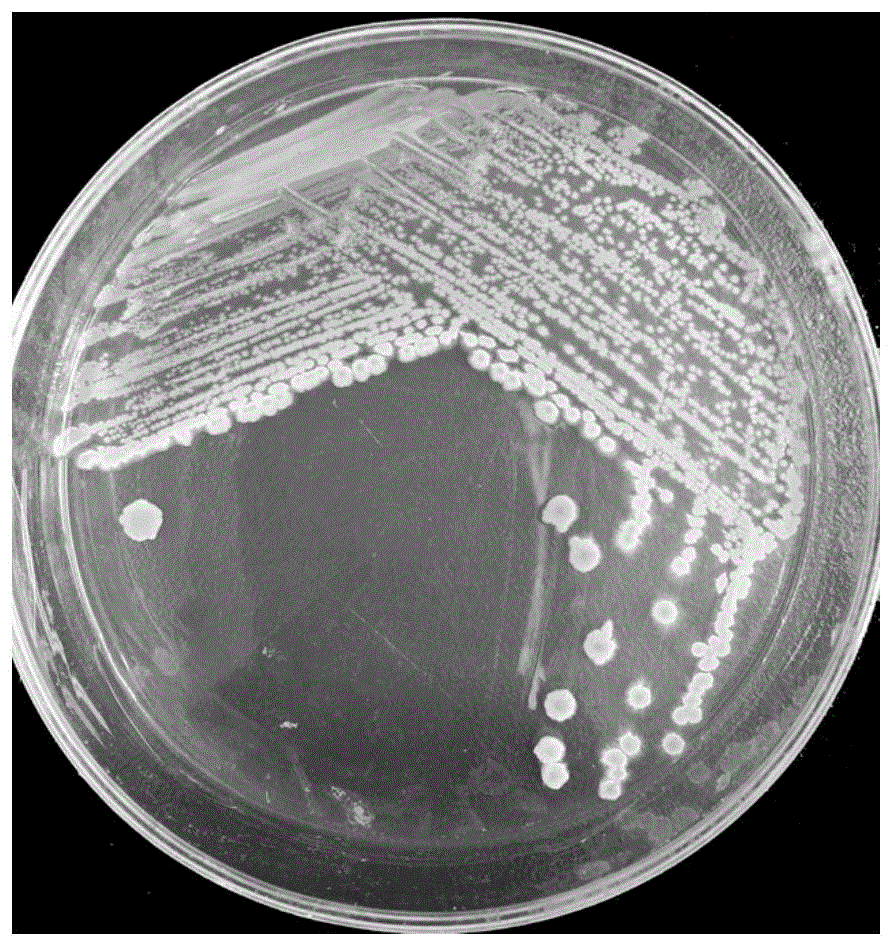 地衣芽孢杆菌水产图片