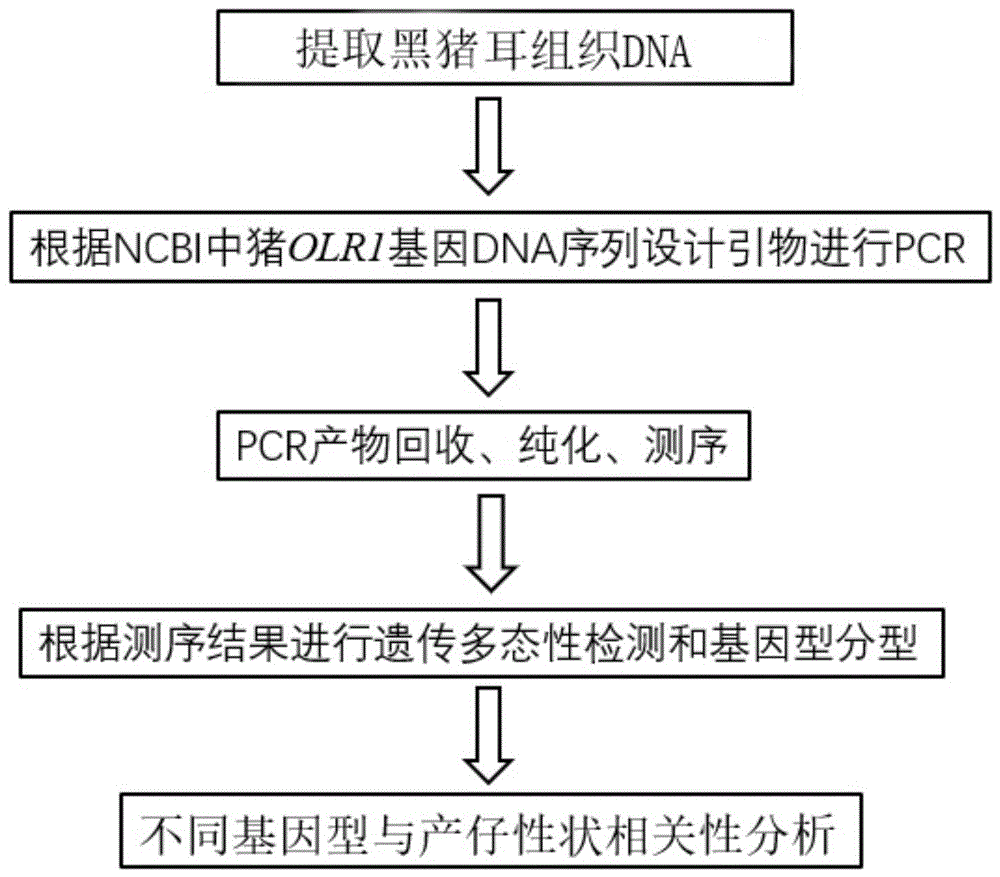 豬olr1基因中與繁殖性狀相關的復等位基因分子標記及應用的製作方法