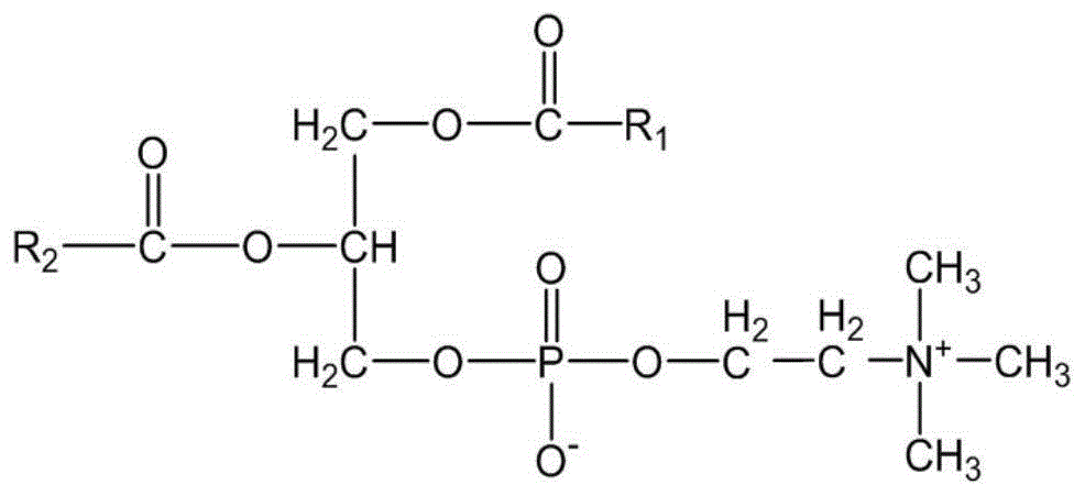 磷脂酰胆碱结构图片