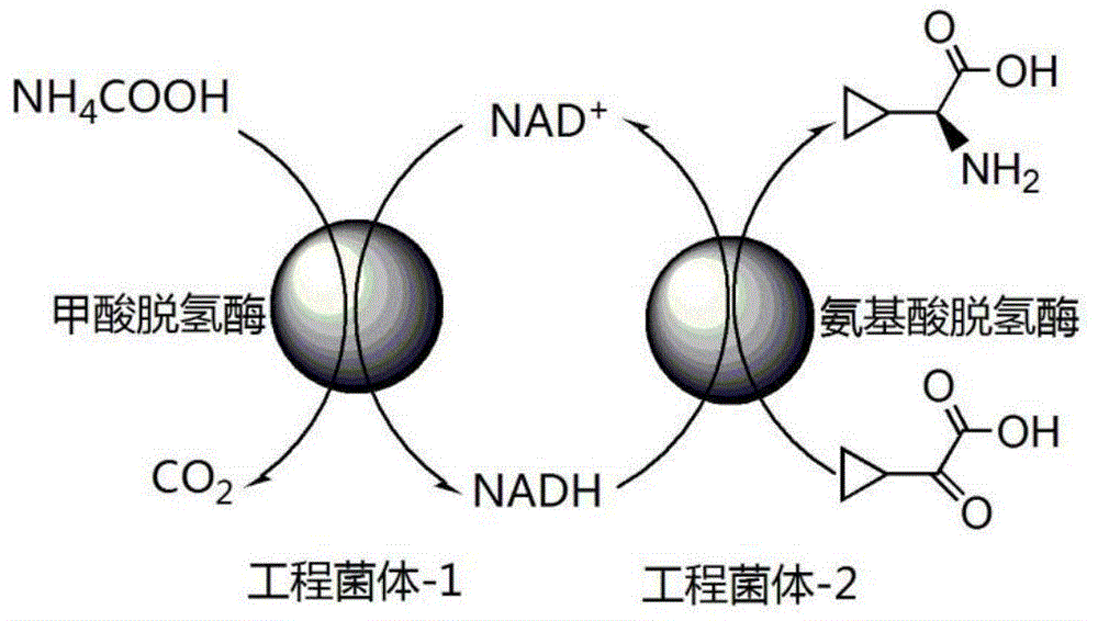 一種雙功能酶生物催化劑及其製備方法和應用與流程