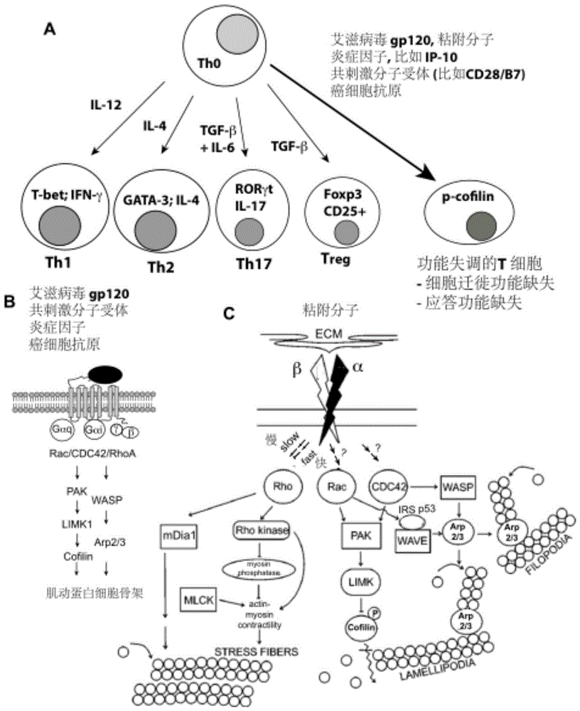 cofilin-cd4t-cd4t