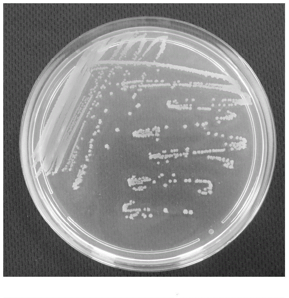 炭疽杆菌培养图片