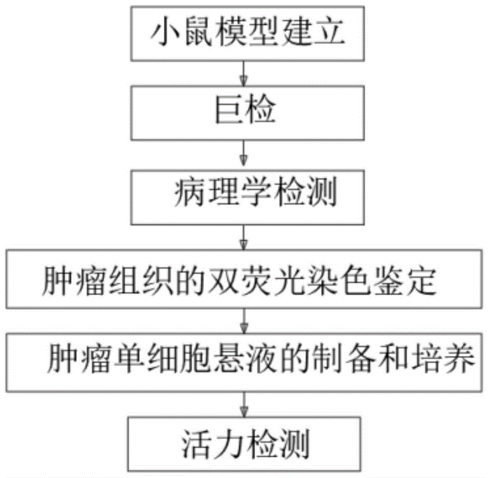 載脂蛋白ai模擬肽l4f抑制小鼠胰腺癌發展的方法與流程