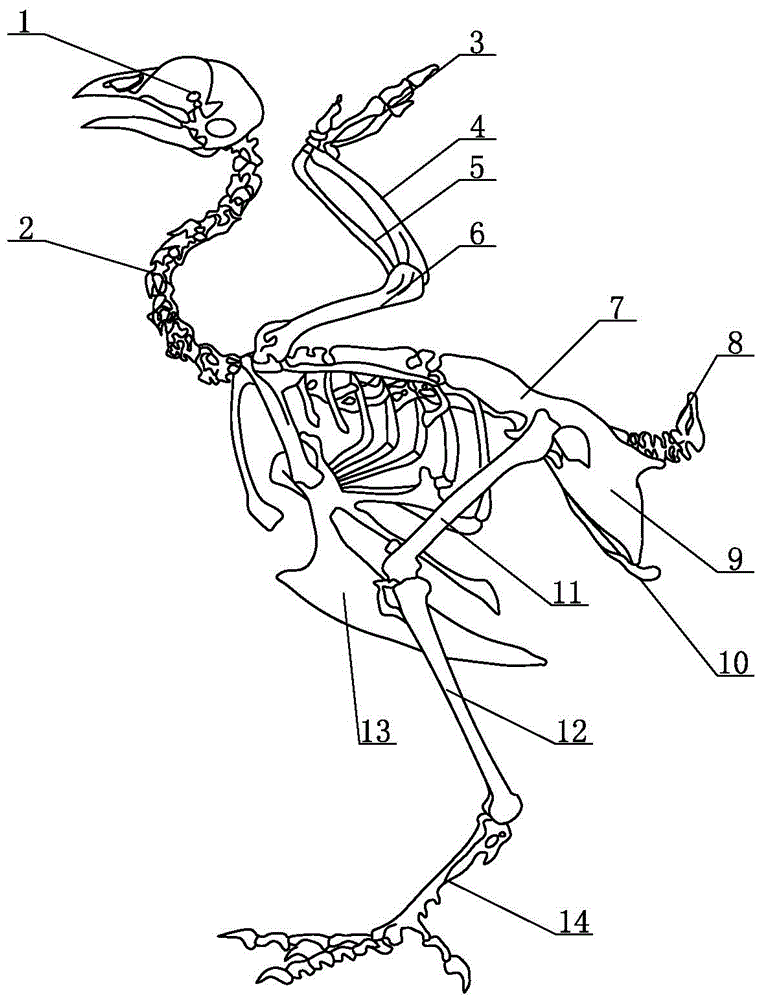 鸡骨头解剖图片