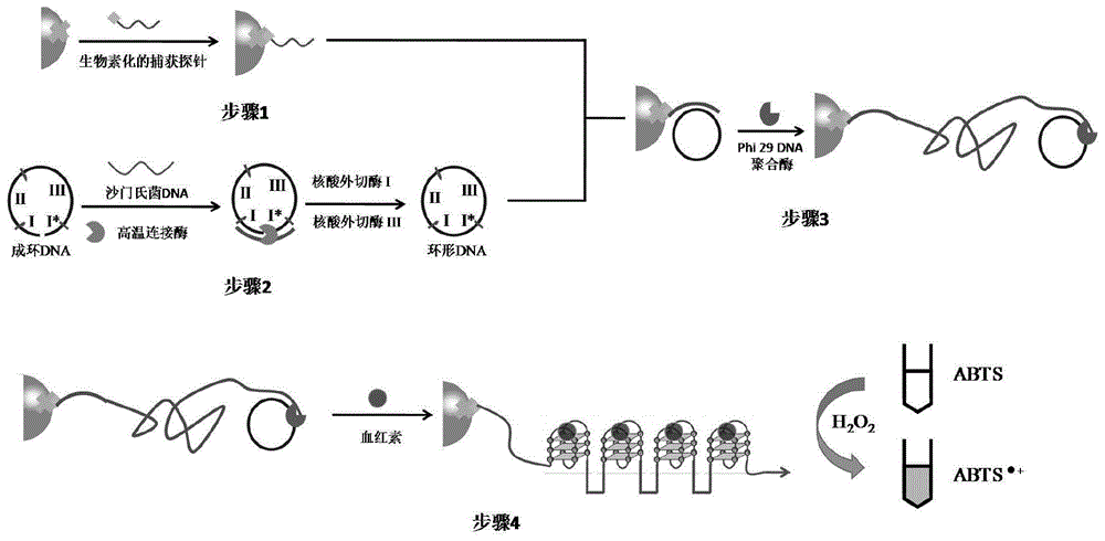 一種基於滾環擴增的串聯g四鏈體血紅素dna酶免標記信號放大方法與流程