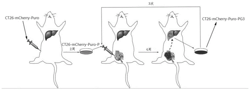 小鼠肝脏解剖示意图图片