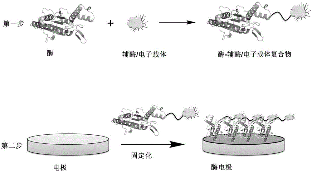 一种酶电极生物传感器及其制备方法和用途与流程