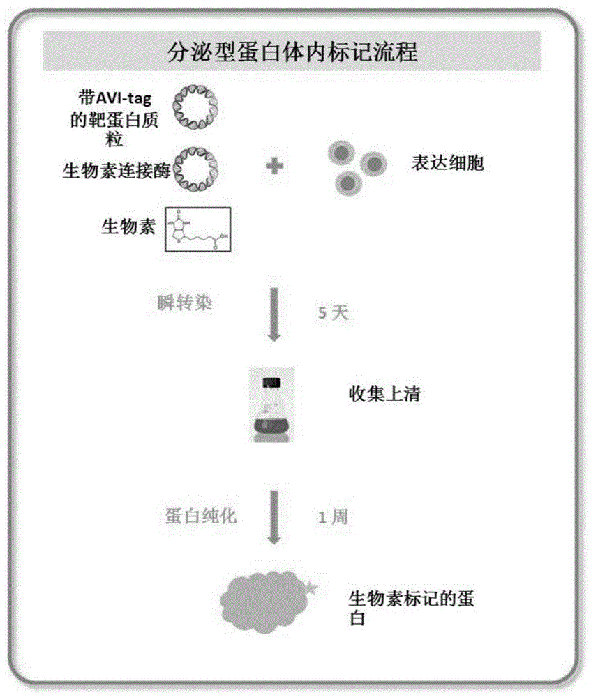 对蛋白在细胞水平进行生物素标记的方法与流程