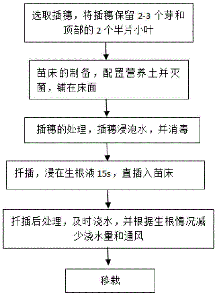 石榴老桩扦插技术图片