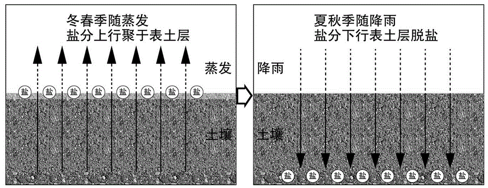 盐碱化形成过程示意图图片