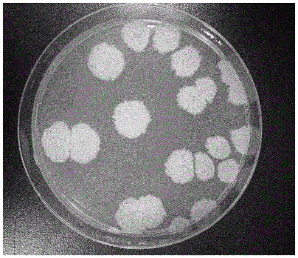 一種抑制細菌生物膜形成的飼用地衣芽孢桿菌及其應用的製作方法