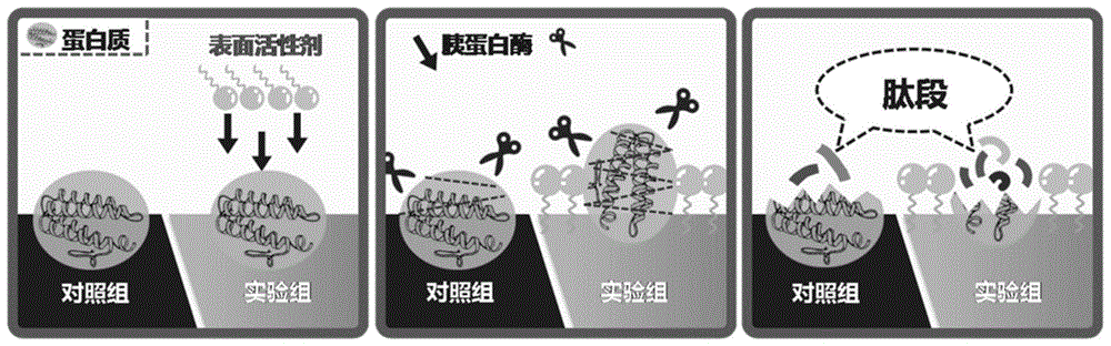 一种在生物组织切片表面进行蛋白质原位酶切的方法与流程