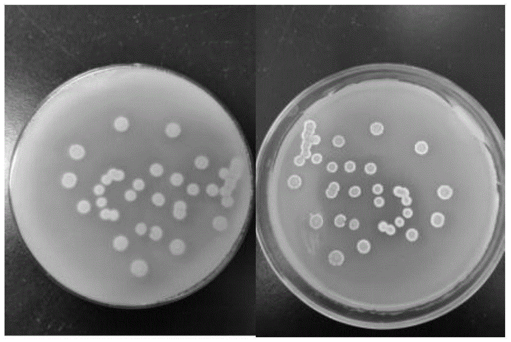 一种弗氏链霉菌及其在泰乐菌素发酵时的应用的制作方法