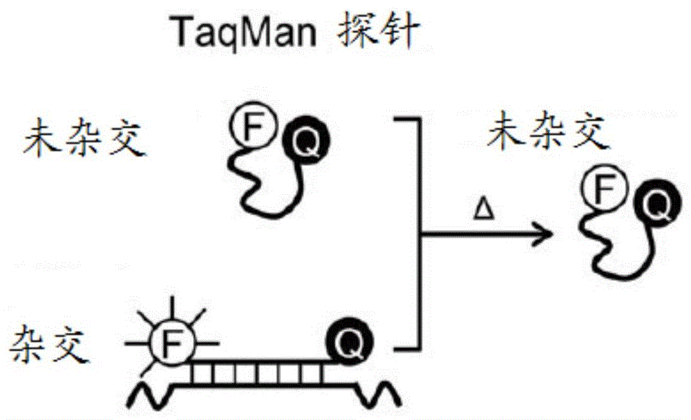 檢測slco1b1和apoe基因多態性的引物及探針組合物,試劑盒,方法與流程