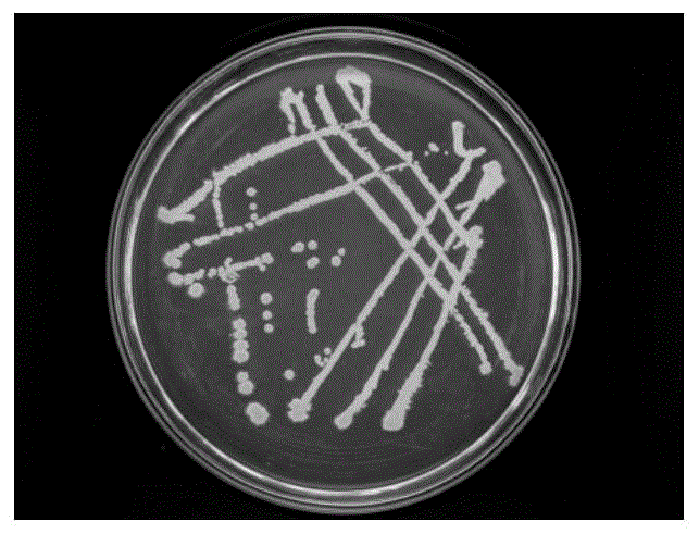 解澱粉芽孢桿菌cgmccno17841及其應用的製作方法