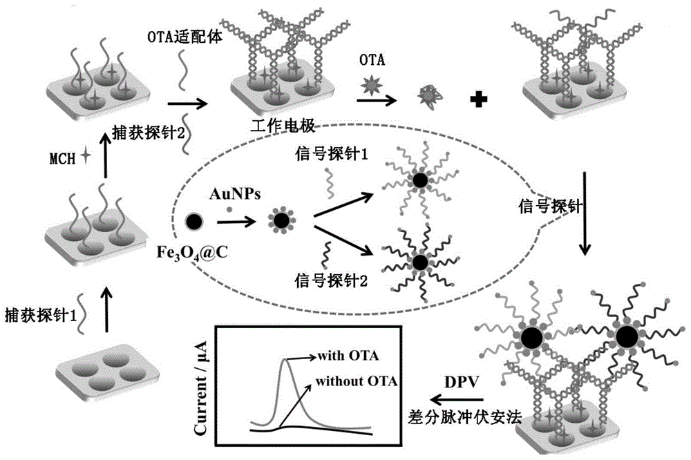 麴黴屬和青黴屬真菌產生的有毒次級代謝產物,其包括7種結構類似化合物