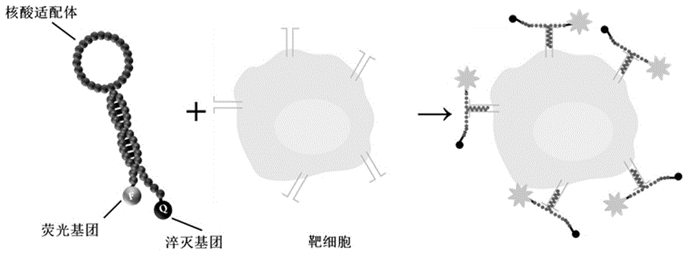 一種靶向轉移性人大腸癌細胞的核酸適配體分子信標探針及其應用的製作