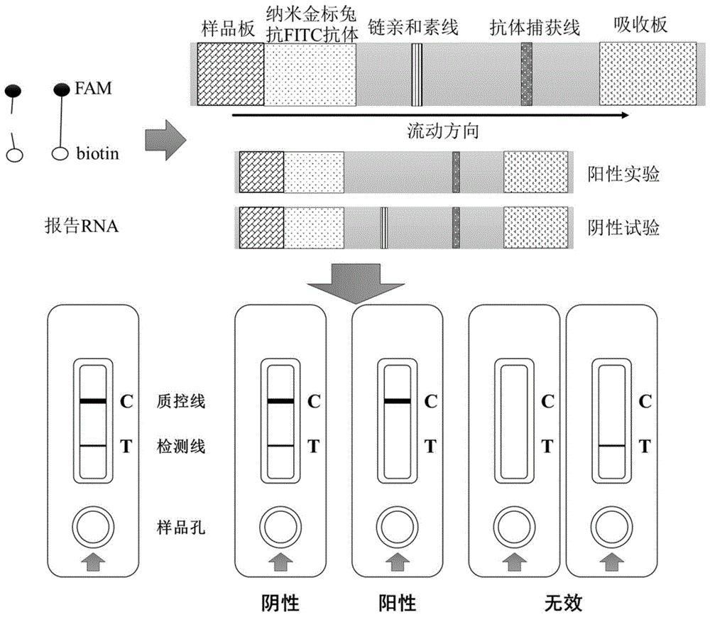 一种用于检测新型冠状病毒2019ncov的crispr核酸检测试剂盒的制作方法