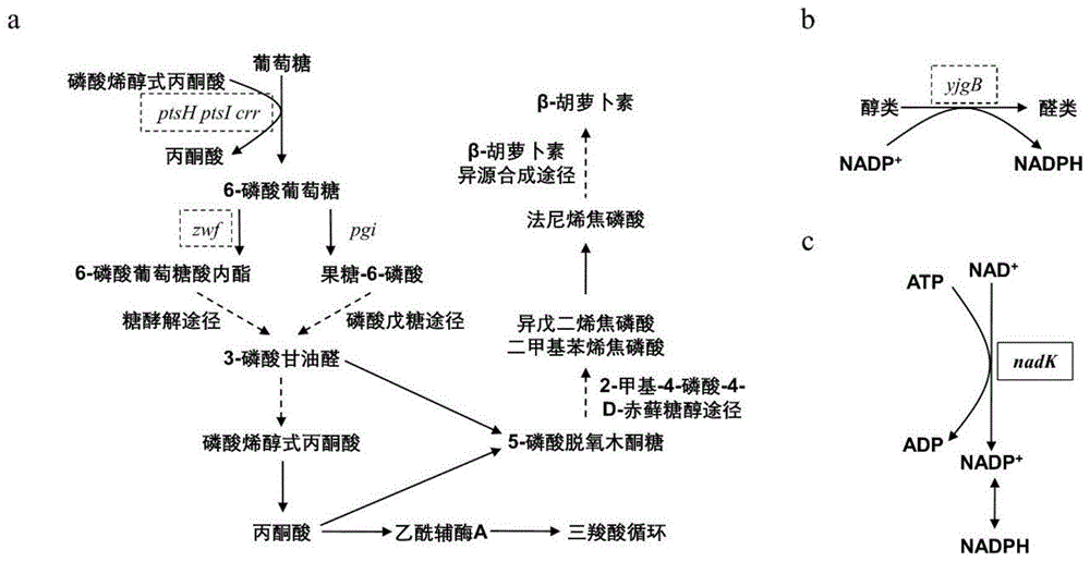 一種生產β-胡蘿蔔素的重組大腸桿菌及構建方法與應用與流程