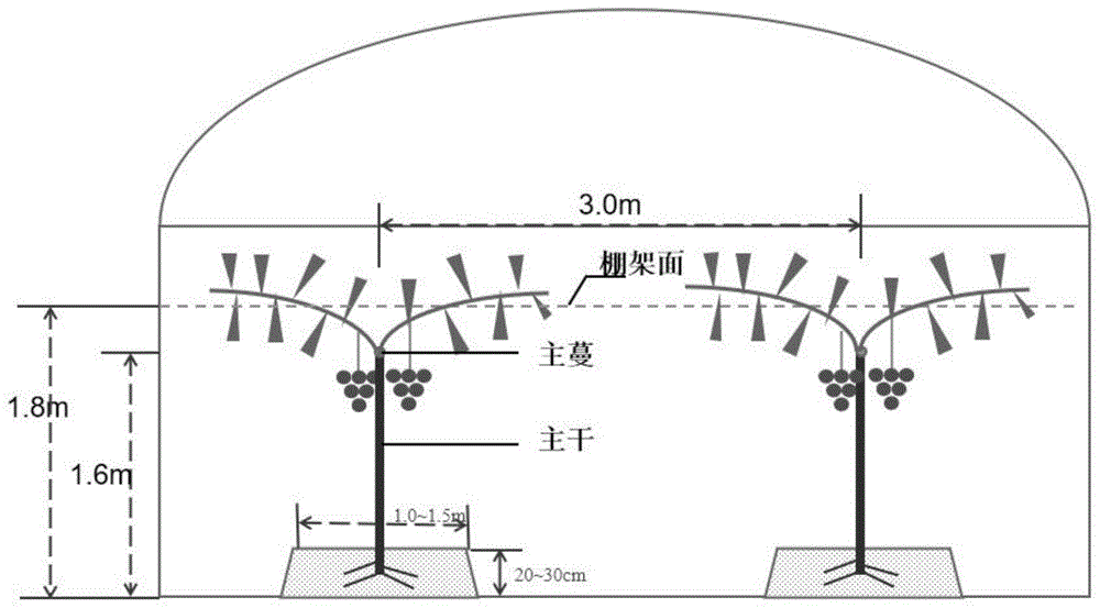 葡萄平棚架结构图图片