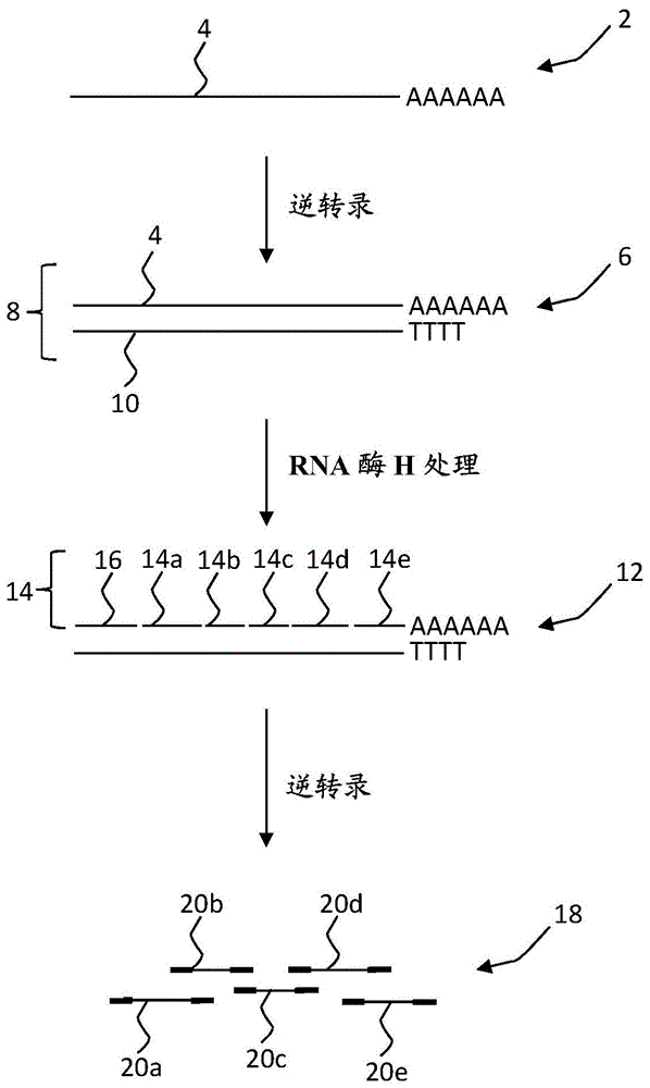 制备cdna文库的方法与流程