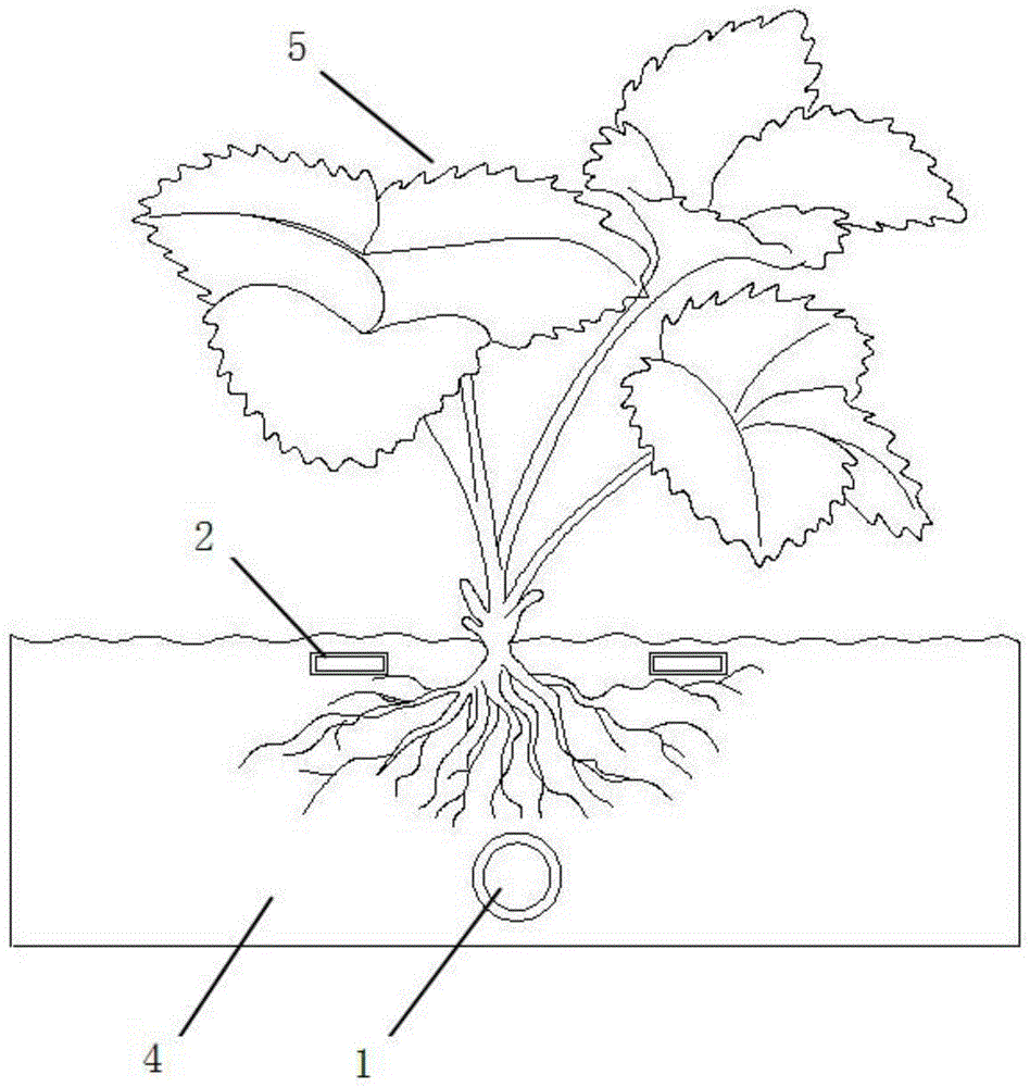 简笔画草莓苗图片