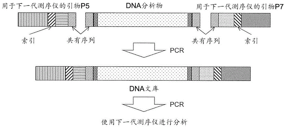 製備方法,通過使用用於下一代測序儀的引物得到的dna文庫及其製備方法